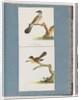 Page 111. Unidentified Bird. 112. Unidentified Bird. by Unknown artist
