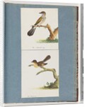 Page 111. Unidentified Bird. 112. Unidentified Bird. by Unknown artist