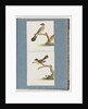 Page 111. Unidentified Bird. 112. Unidentified Bird. by Unknown artist