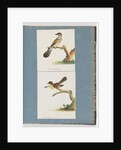 Page 111. Unidentified Bird. 112. Unidentified Bird. by Unknown artist