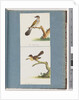 Page 111. Unidentified Bird. 112. Unidentified Bird. by Unknown artist