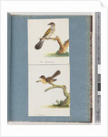 Page 111. Unidentified Bird. 112. Unidentified Bird. by Unknown artist