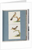 Page 111. Unidentified Bird. 112. Unidentified Bird. by Unknown artist