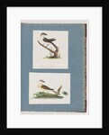 Page 121. Unidentified Bird. 122. Unidentified Bird by Unknown artist