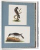 Page 123. Unidentified Bird. 124. Unidentified Bird by Unknown artist