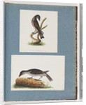 Page 123. Unidentified Bird. 124. Unidentified Bird by Unknown artist