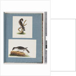 Page 123. Unidentified Bird. 124. Unidentified Bird by Unknown artist