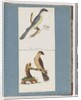 Page 138. Unidentified Bird. 139. Unidentified Bird by Unknown artist