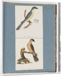 Page 138. Unidentified Bird. 139. Unidentified Bird by Unknown artist