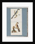 Page 138. Unidentified Bird. 139. Unidentified Bird by Unknown artist