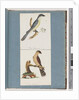 Page 138. Unidentified Bird. 139. Unidentified Bird by Unknown artist