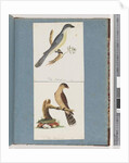 Page 138. Unidentified Bird. 139. Unidentified Bird by Unknown artist