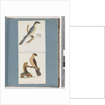 Page 138. Unidentified Bird. 139. Unidentified Bird by Unknown artist