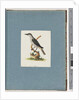 Page 146. Unidentified Bird. Honeyeater by Unknown artist