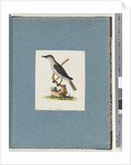 Page 146. Unidentified Bird. Honeyeater by Unknown artist