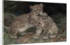 Lion Cubs, c.1906 by William Walls