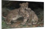 Lion Cubs, c.1906 by William Walls