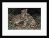Lion Cubs, c.1906 by William Walls