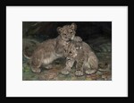 Lion Cubs, c.1906 by William Walls