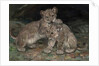 Lion Cubs, c.1906 by William Walls