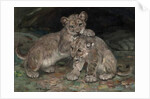 Lion Cubs, c.1906 by William Walls