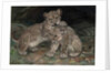 Lion Cubs, c.1906 by William Walls
