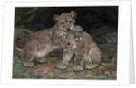 Lion Cubs, c.1906 by William Walls