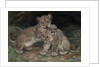 Lion Cubs, c.1906 by William Walls