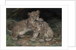 Lion Cubs, c.1906 by William Walls