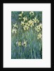 The Yellow Irises by Claude Monet