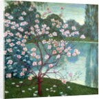 Magnolia by Wilhelm List