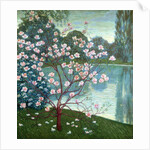 Magnolia by Wilhelm List
