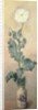 White Poppy, 1883 by Claude Monet