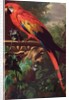 Scarlet Macaw in a Landscape by Jakob Bogdani or Bogdany
