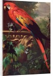Scarlet Macaw in a Landscape by Jakob Bogdani or Bogdany