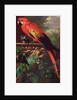 Scarlet Macaw in a Landscape by Jakob Bogdani or Bogdany