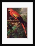 Scarlet Macaw in a Landscape by Jakob Bogdani or Bogdany