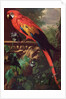Scarlet Macaw in a Landscape by Jakob Bogdani or Bogdany