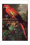 Scarlet Macaw in a Landscape by Jakob Bogdani or Bogdany