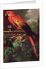 Scarlet Macaw in a Landscape by Jakob Bogdani or Bogdany