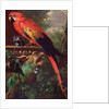 Scarlet Macaw in a Landscape by Jakob Bogdani or Bogdany