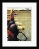An Italian Rice Field, 1901 by Angelo Morbelli