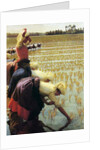 An Italian Rice Field, 1901 by Angelo Morbelli