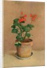 Geraniums in a Pot, c.1905 by Odilon Redon