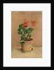 Geraniums in a Pot, c.1905 by Odilon Redon