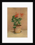 Geraniums in a Pot, c.1905 by Odilon Redon