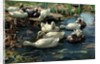 Ducks in a Pool by Alexander Koester