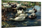 Ducks in a Pool by Alexander Koester