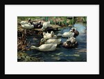 Ducks in a Pool by Alexander Koester