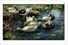 Ducks in a Pool by Alexander Koester